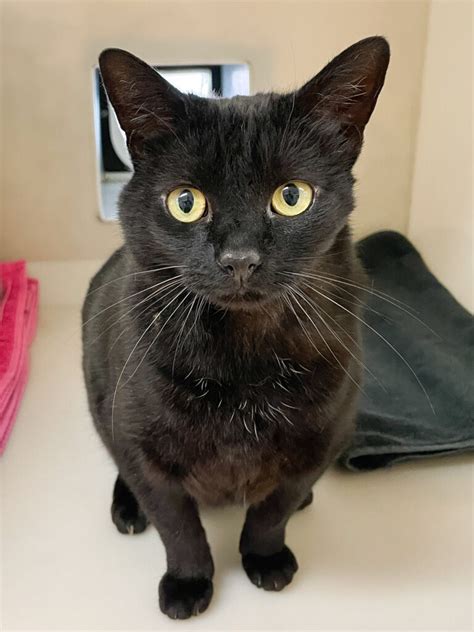 rspca east grinstead|Local .